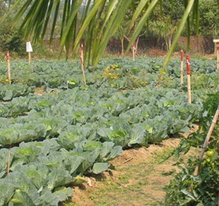 Những cánh đồng rau xanh ở ngoại thành Hà Nội đang trong thời kỳ thu hoạch.
